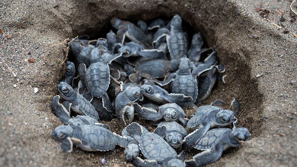 6 buenas noticias para el medio ambiente y la naturaleza en 2025