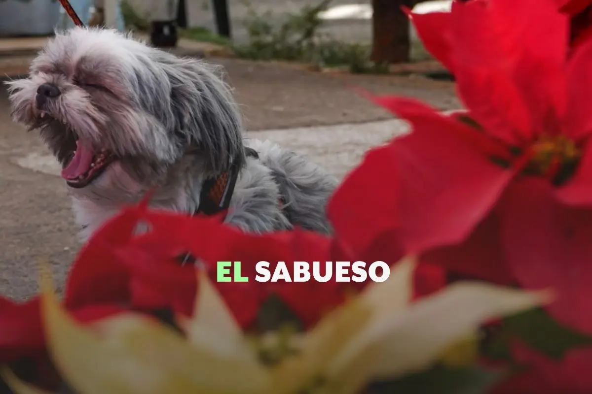 ¿La flor de nochebuena es tóxica para perros y gatos? No es mortal, pero sí irritante