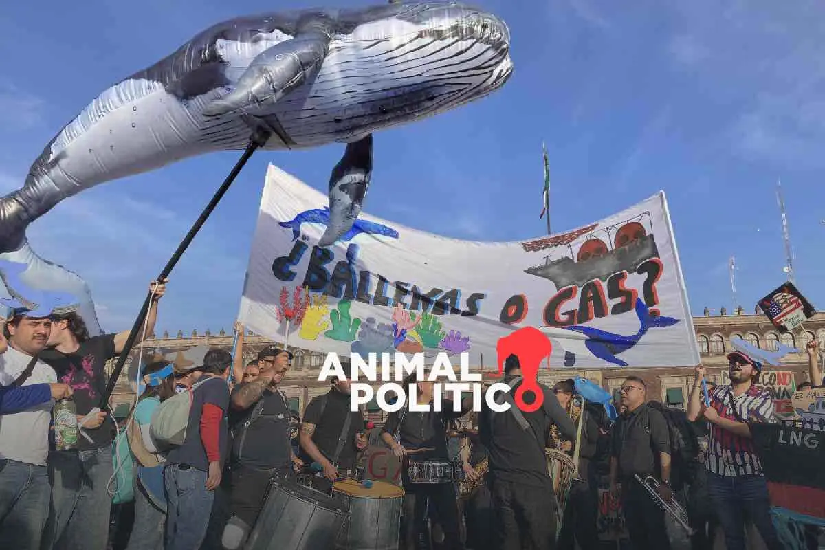 Megaproyectos de gas suman 10 juicios de amparo contra afectaciones ambientales; Sheinbaum insiste en defender Saguaro