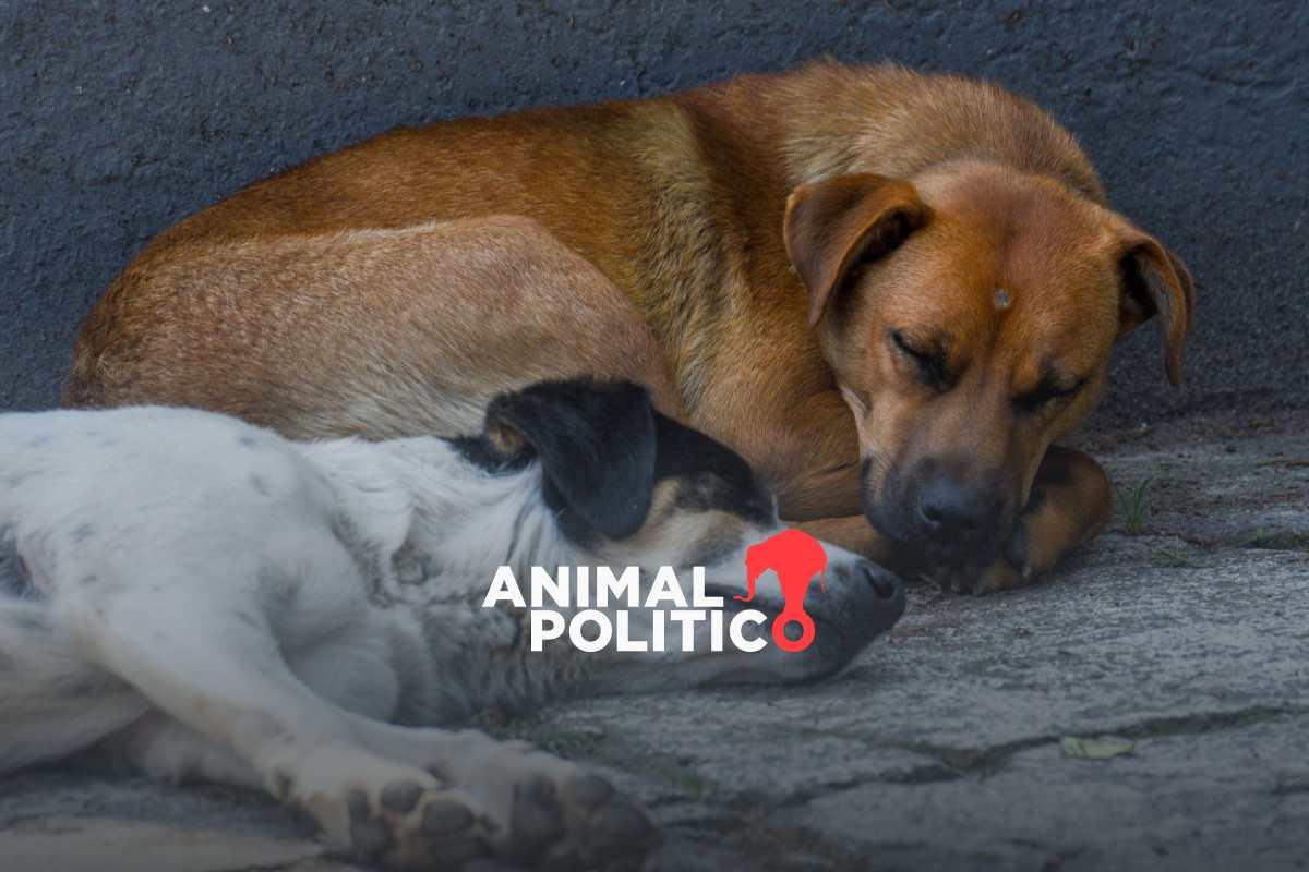 Operativo Perrito Peregrino 2025: cómo ayudar a rescatar y proteger a un lomito de la Basílica de Guadalupe