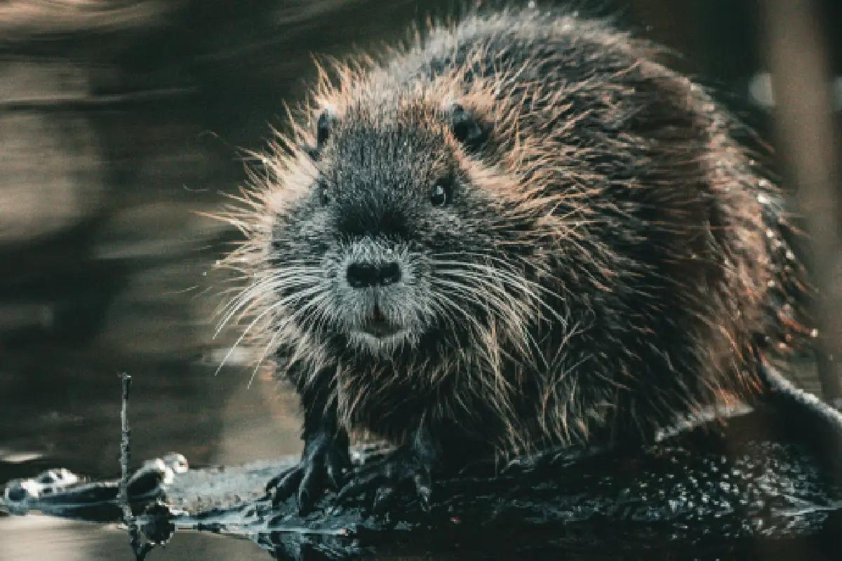 “Y que no me digan en la esquina”… ¿El castor? Las especies más fieles que los humanos