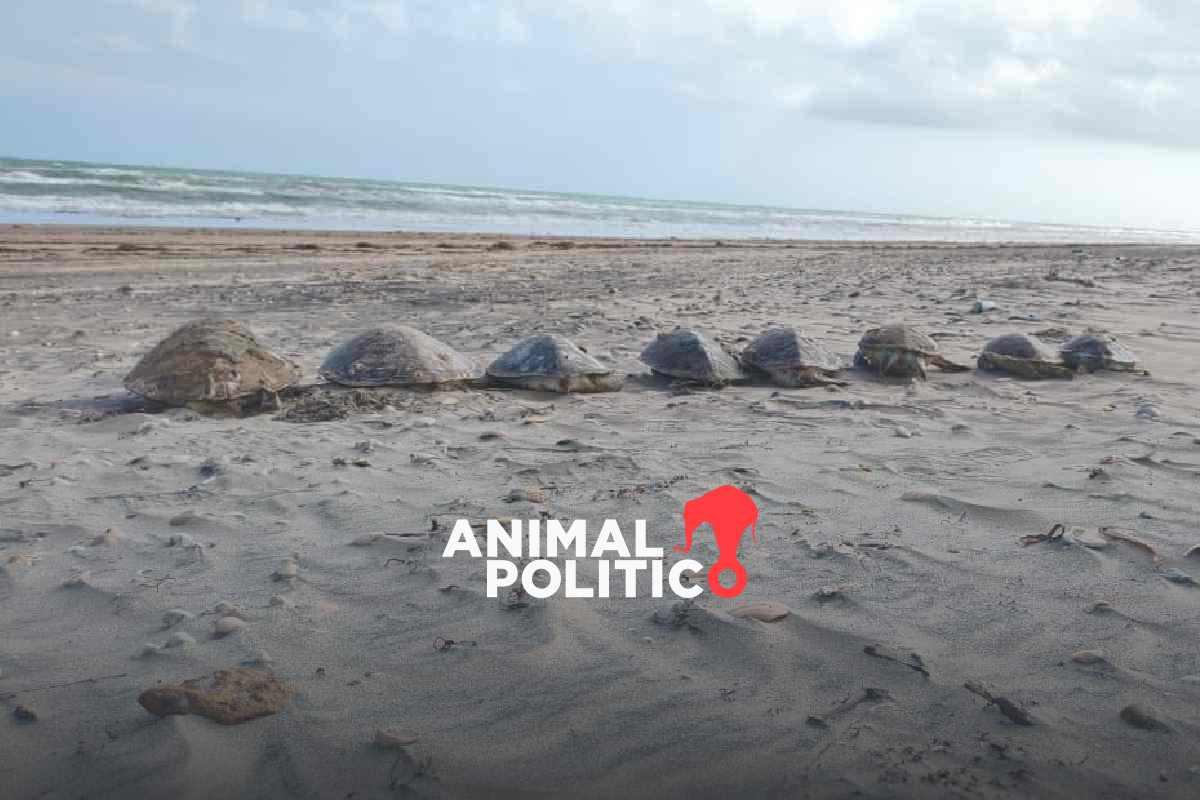 Reportan aumento de tortugas marinas muertas en Playa Bagdad, en Tamaulipas; van 33 en una semana