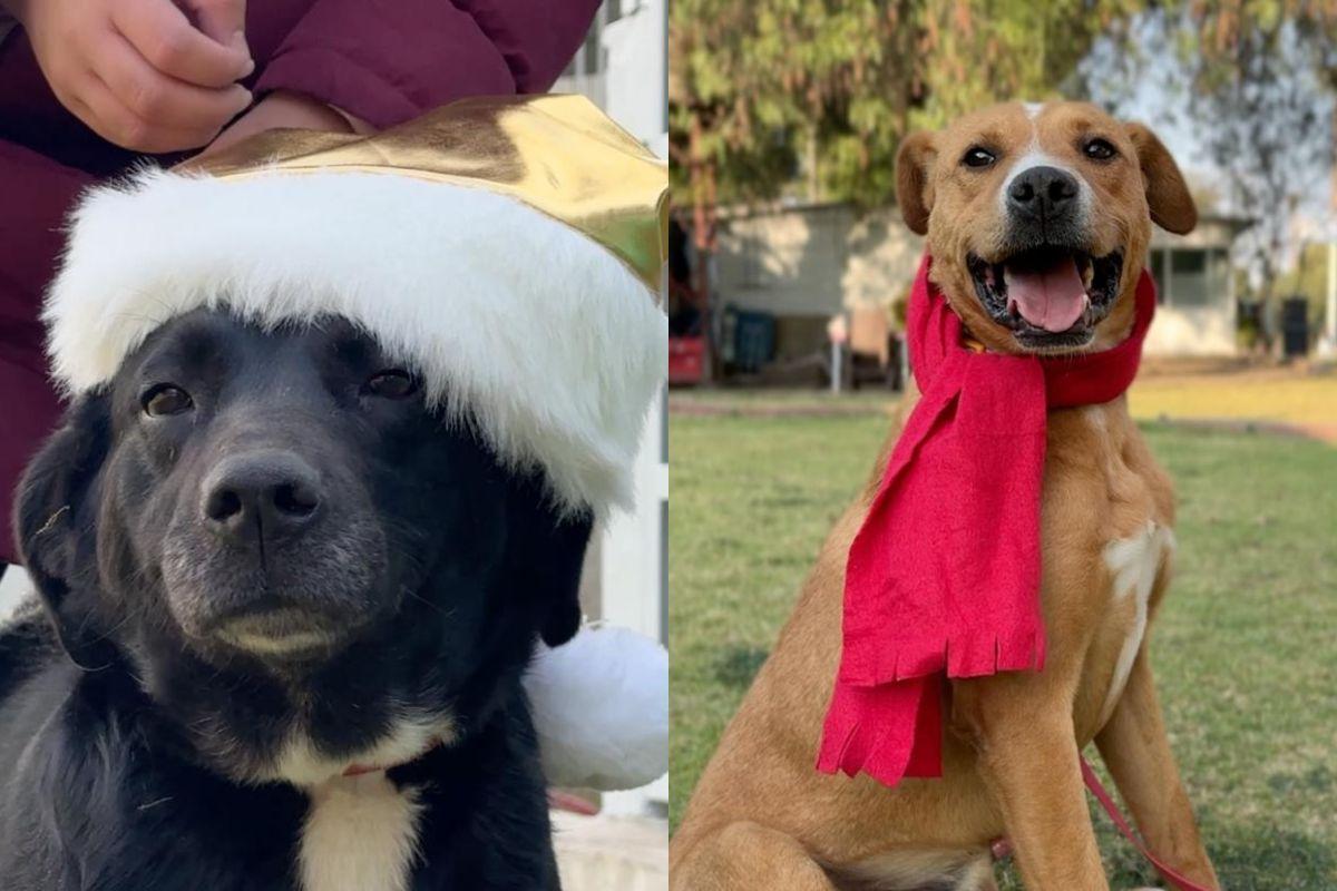 Lomitos del CTC apoyarán a Santa Claus y Los Reyes Magos en misión navideña