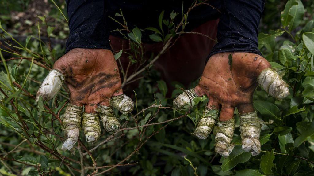 Qué papel juega Venezuela en el narcotráfico y cómo se compara al de México y Colombia, países advertidos por Trump