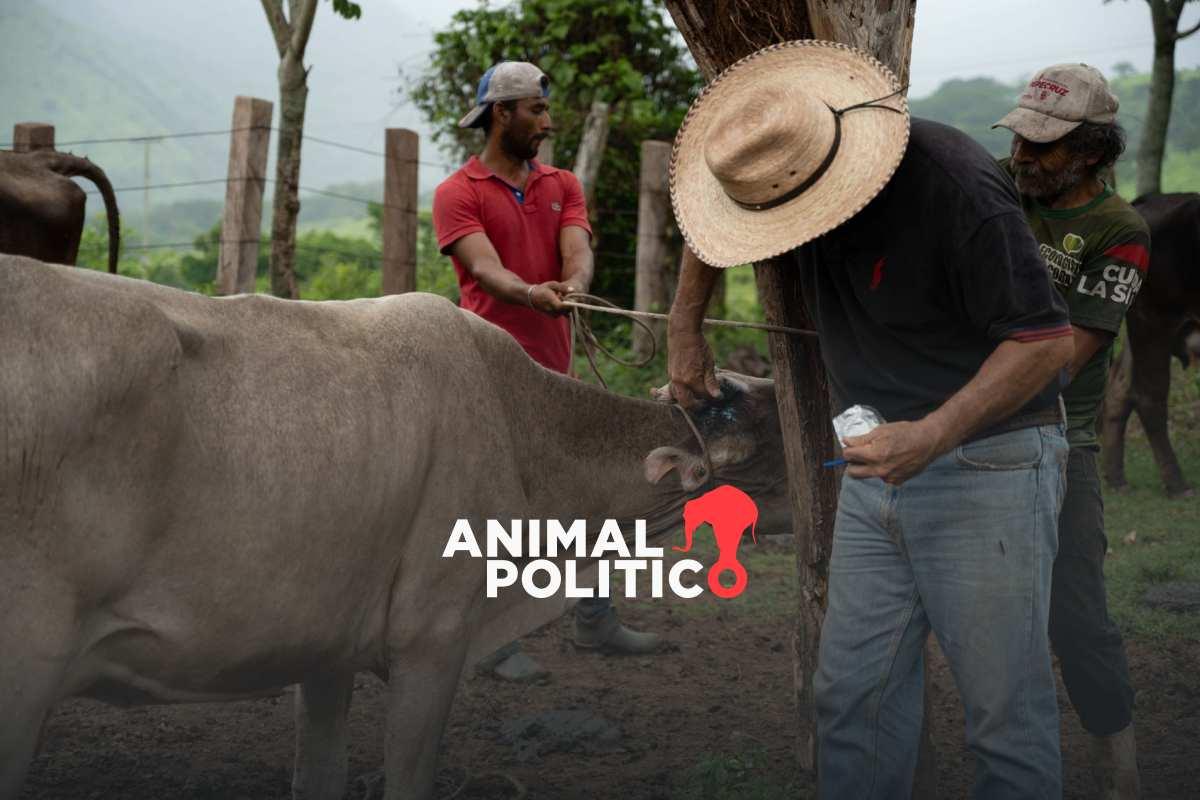 Agricultura reduce 57% de casos activos del gusano barrenador; hay 492 reportes en México