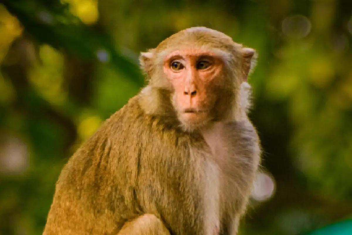 Identifican primates homosexuales; su conducta es una estrategia de supervivencia