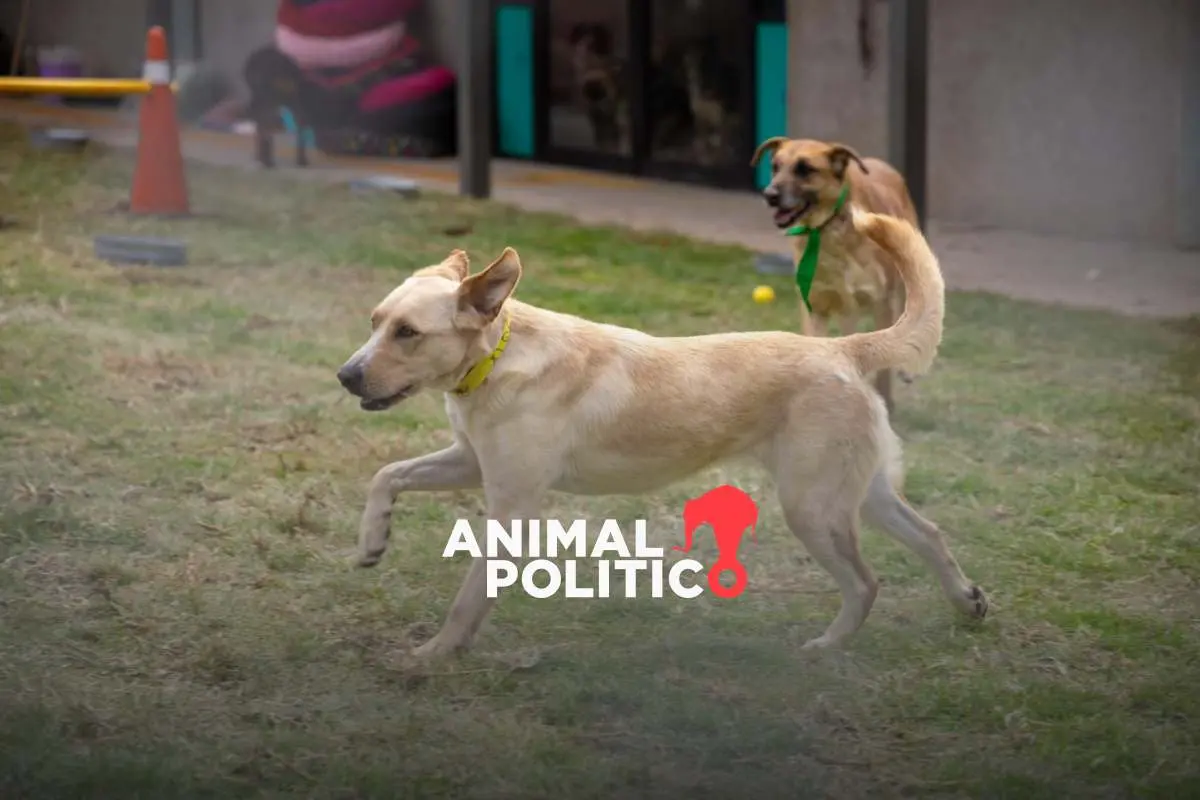 Tribunal ordena devolución de predio a Refugio Franciscano; representantes buscarán recuperar a los perros