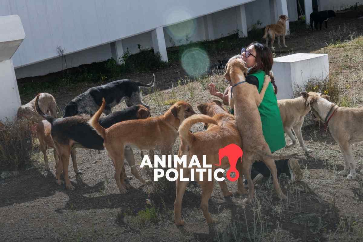 Brugada descarta construcción de desarrollo inmobiliario en terreno donde operaba el refugio Franciscano