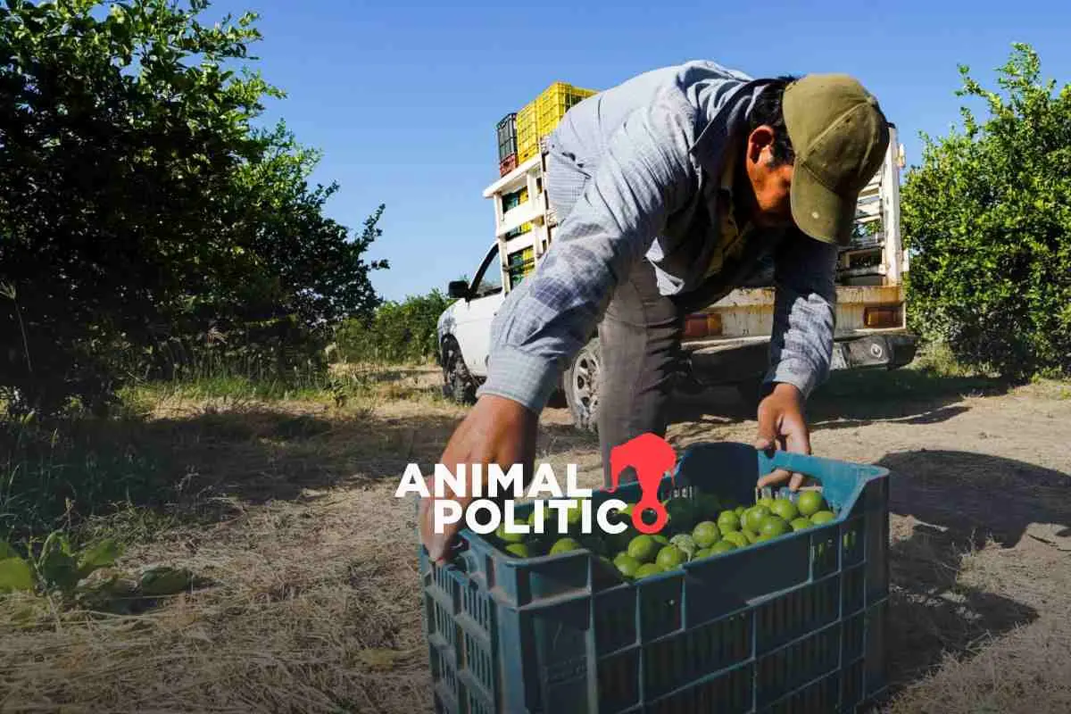 Ejército supo desde 2021 de las extorsiones de “El Bótox”; cobraba 600 mil pesos al mes a limoneros