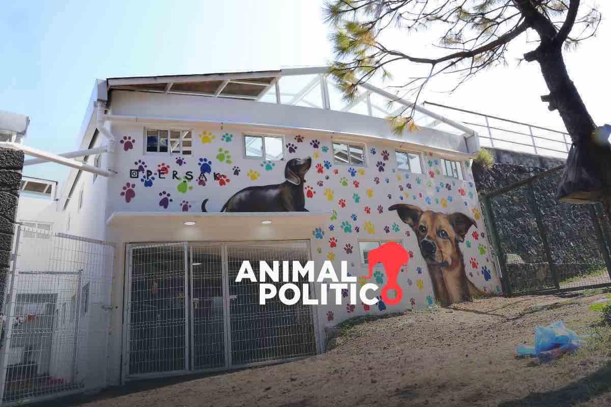 Gobierno de la CDMX garantiza en albergue del Ajusco atención a 304 perros rescatados del Refugio Franciscano