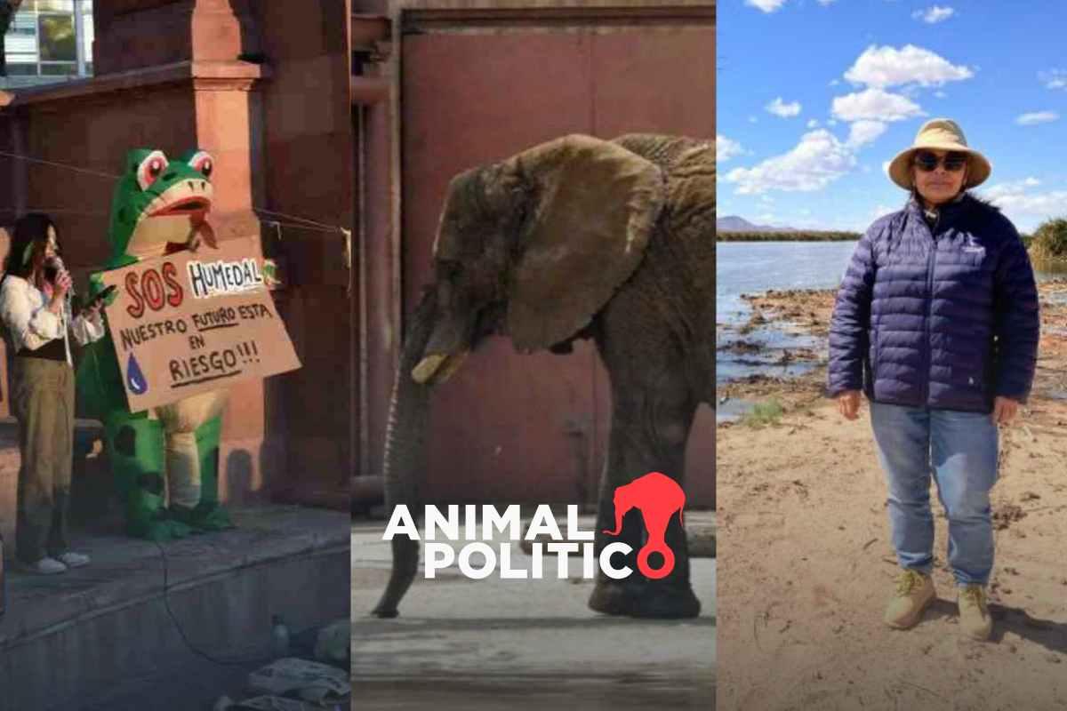 Balance medioambiental 2025: 12 historias sobre defensa del territorio y la protección de ecosistemas y biodiversidad