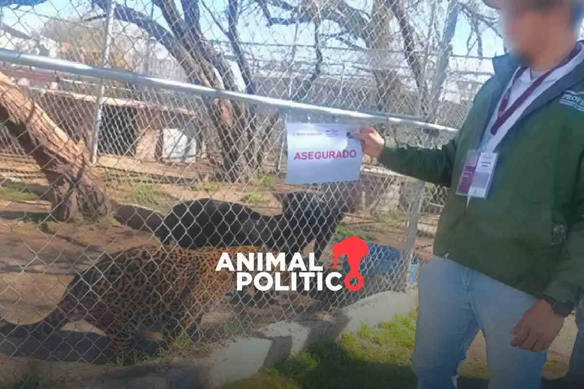 Aseguran 44 ejemplares de fauna silvestre y exótica en predio dedicado al turismo en Aguascalientes