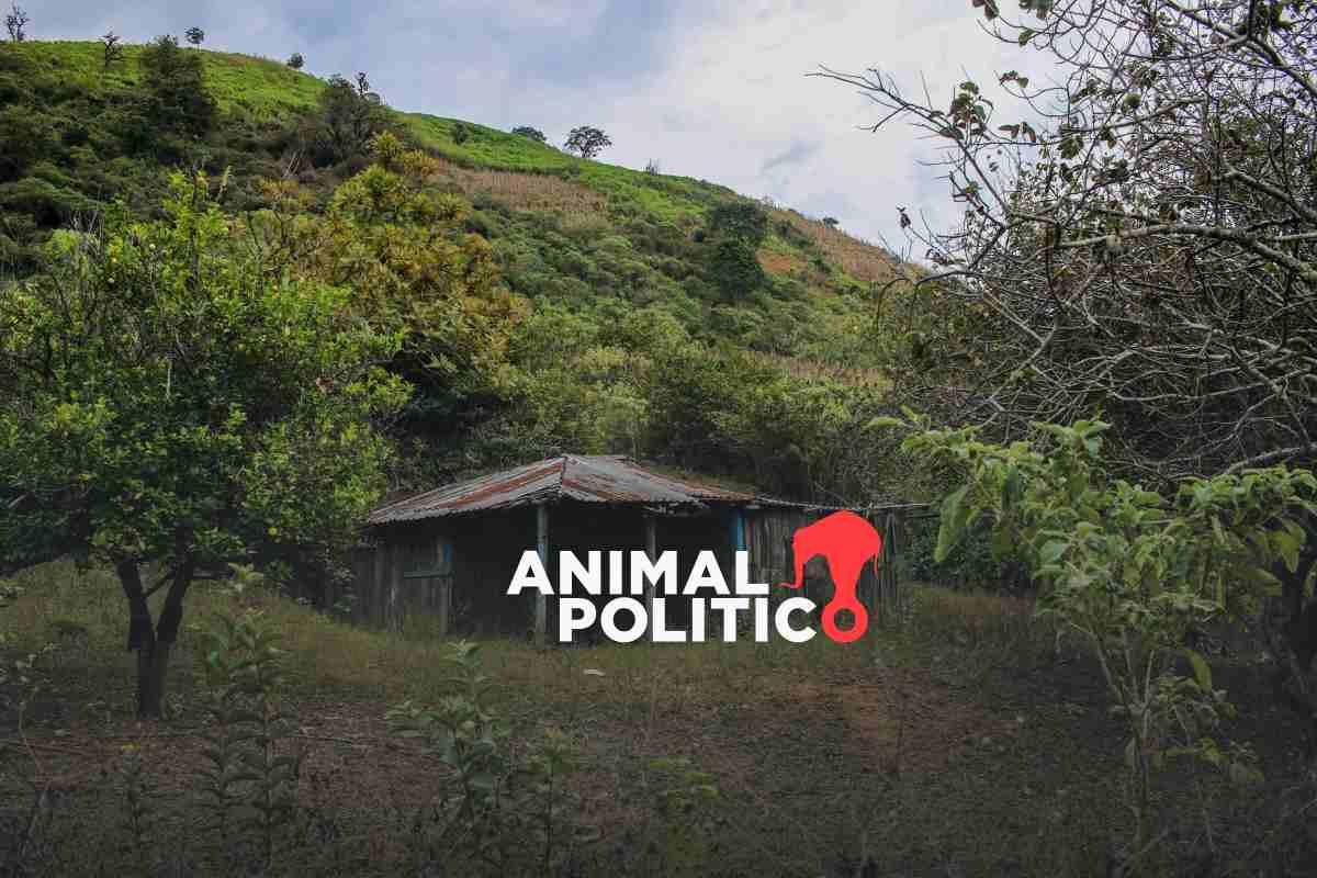 Mineros desaparecidos en Sinaloa fueron secuestrados por integrantes de Los Chapitos; los confundieron: Harfuch