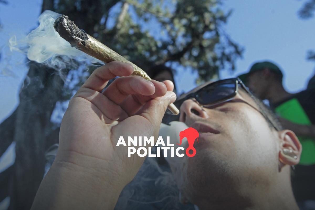 Corte determina amparar a hombre por exceder cinco gramos posesión de marihuana