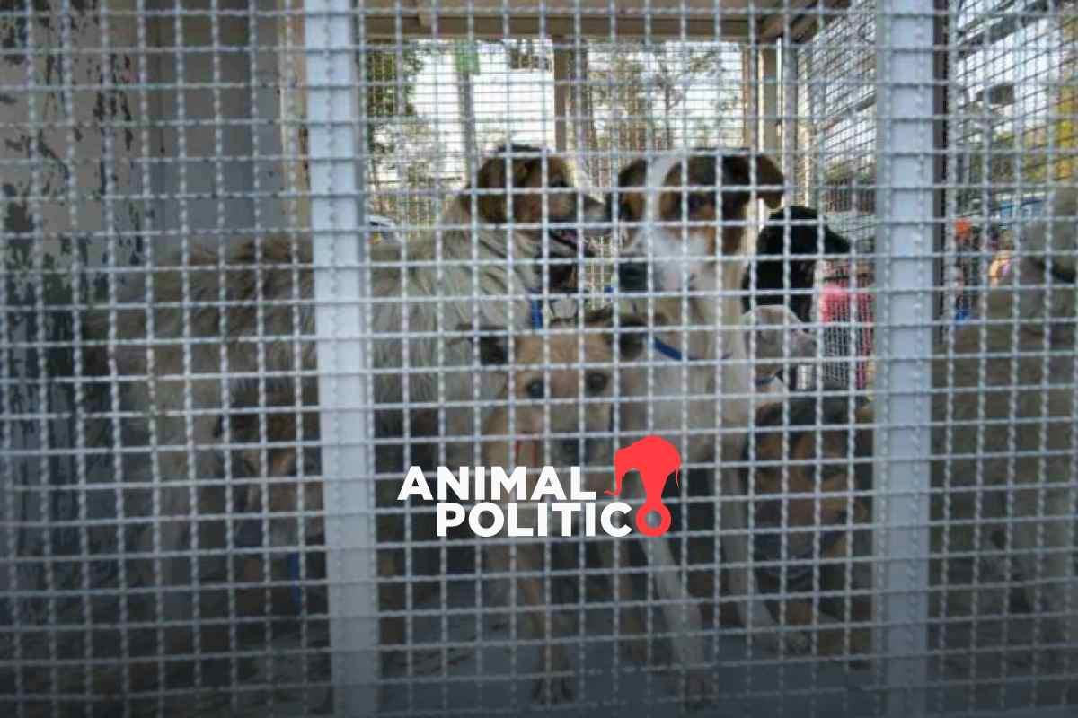 Denuncian muerte de 26 perros por envenenamiento en Gómez Palacio, Durango