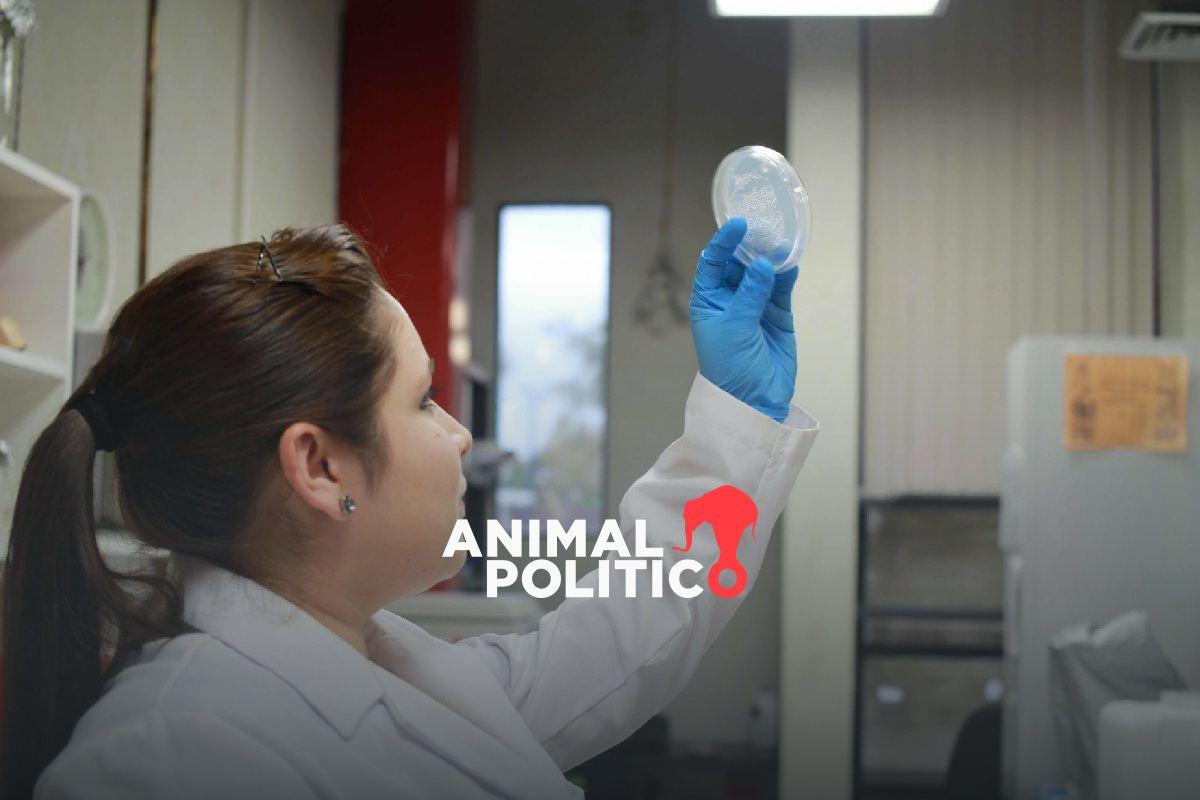 En México, solo 3 de cada 10 profesionistas en ciencia y tecnología son mujeres; el país tardaría hasta 37 años en cerrar brecha