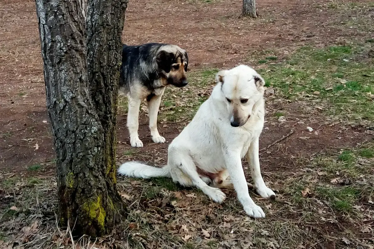 El problema común de los parques caninos que debes detectar