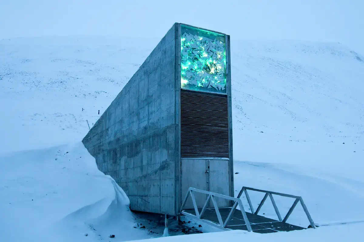 El “Bunker del fin del mundo” recibe semillas de olivo por primera vez ¿Qué tiene México guardado ahí?