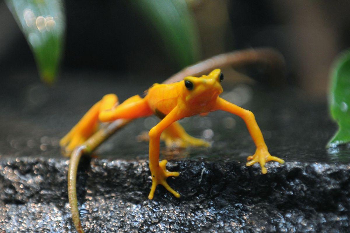 Científicos liberan en Panamá ranas en peligro de extinción tras años de aislamiento