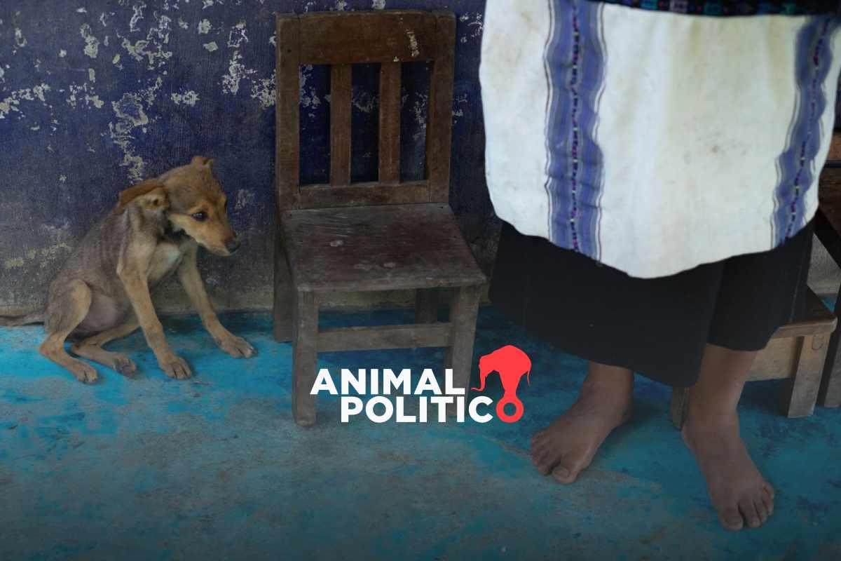 Desplazan a 30 indígenas tseltales del municipio de Chilón, Chiapas; tres denuncian tortura