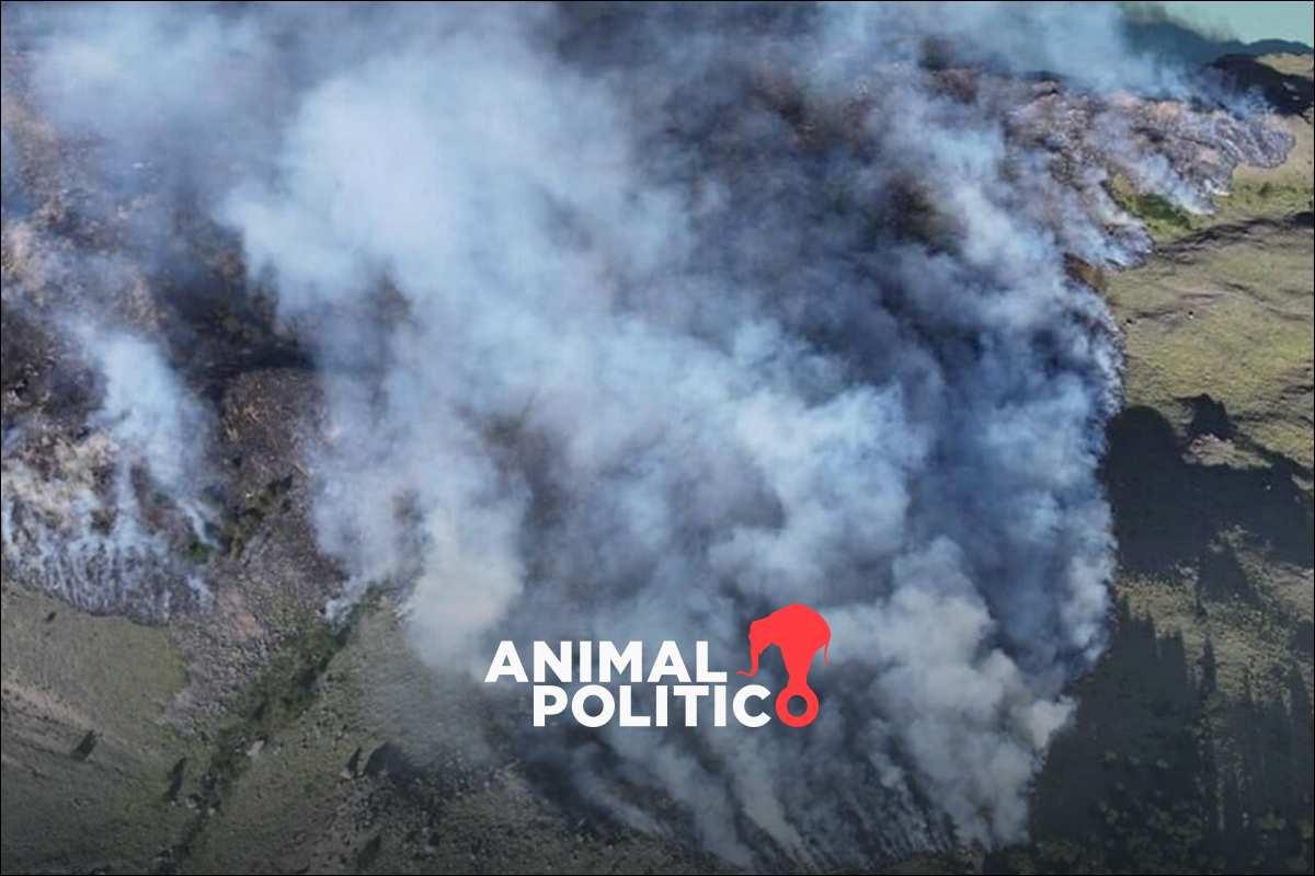 Argentina: expertos analizan cómo las decisiones del presidente Milei agravaron los incendios en la Patagonia