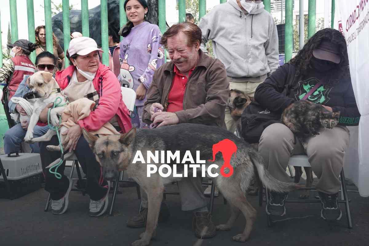 CDMX lanza plan de bienestar animal: incluye 100 clínicas veterinarias, un albergue y un plan contra el abandono