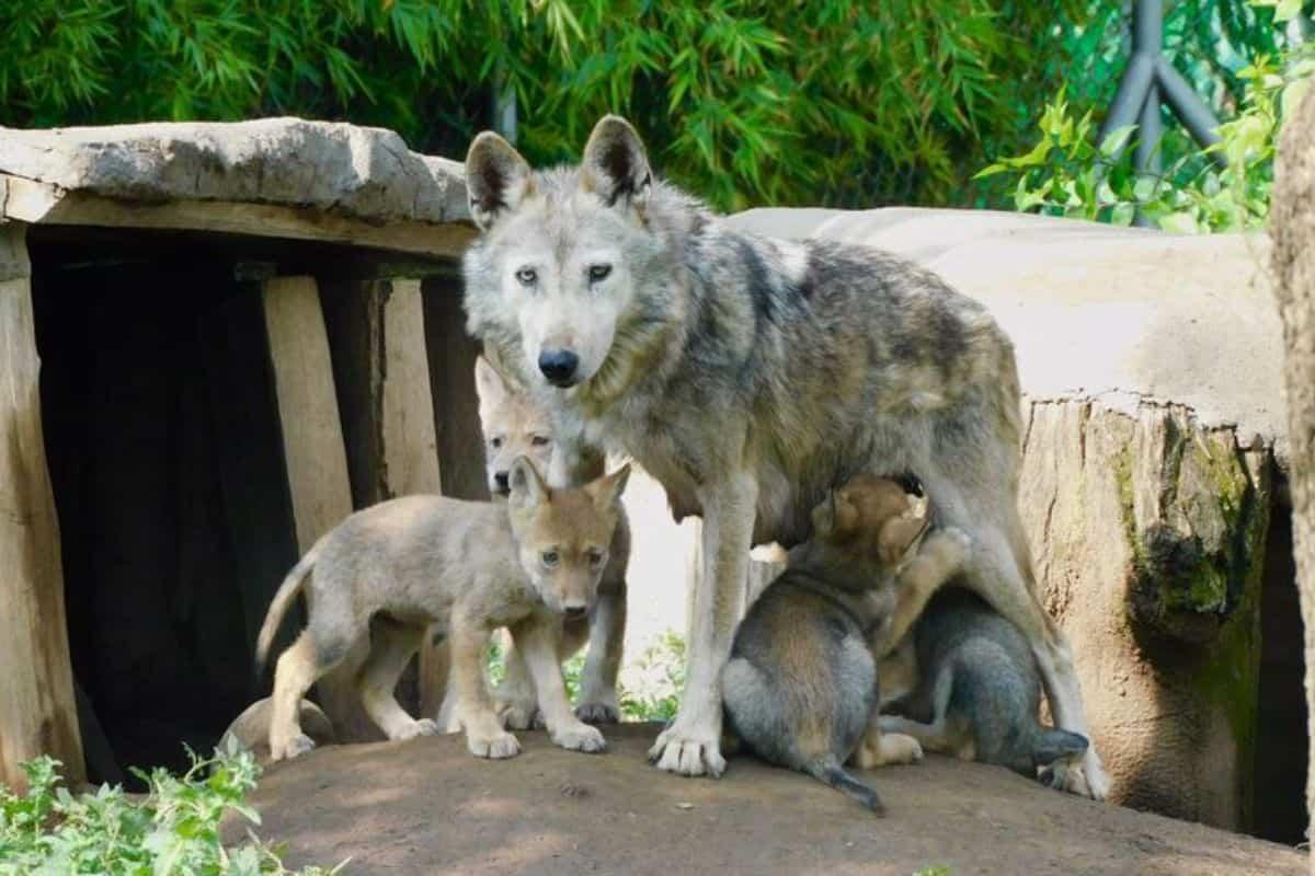 Nacen cuatro cachorros de lobo mexicano en CDMX, especie en peligro de ...